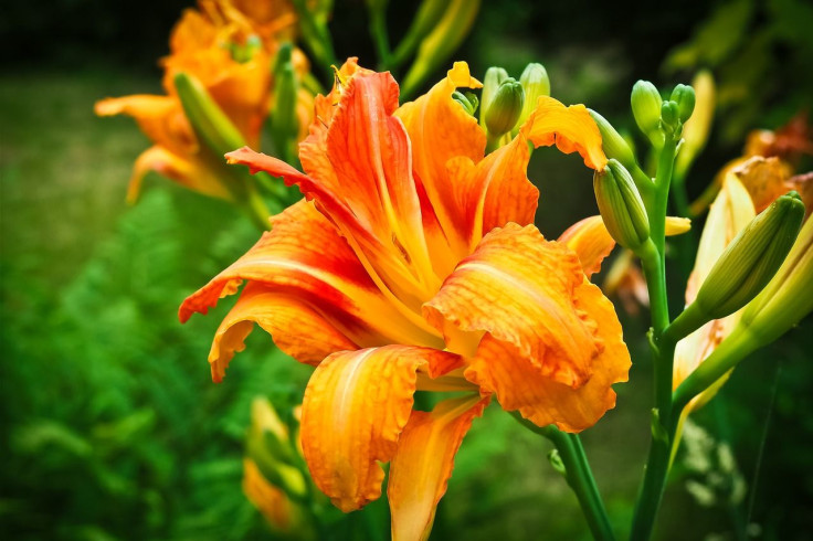 daylily-1517588_1280