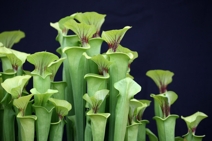 pitcher plant