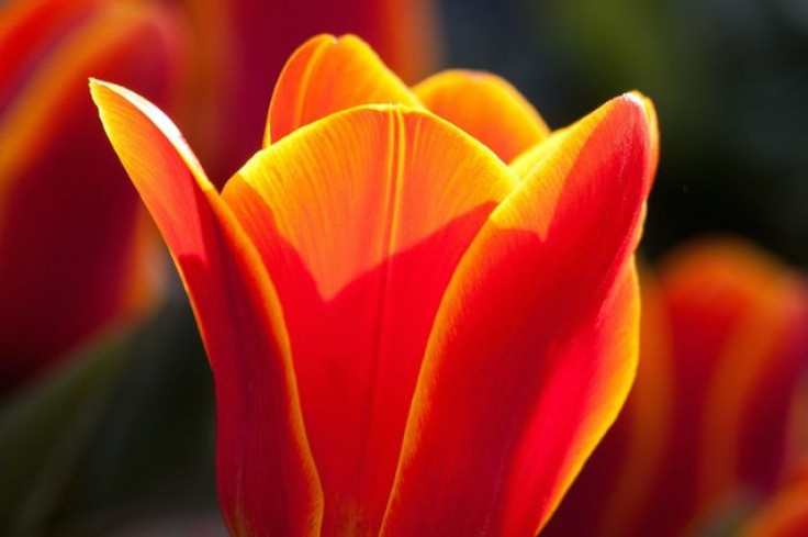 Tulip