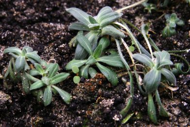 The seeds of an extant species of a flowering plant, also known as the narrow-leafed campion, were found by Russian scientists on the banks of the Kolyma River in Siberia in an Ice Age ground-squirrel's burrow containing fruit and seeds that had been stuck in the permafrost for about 30,000 years.