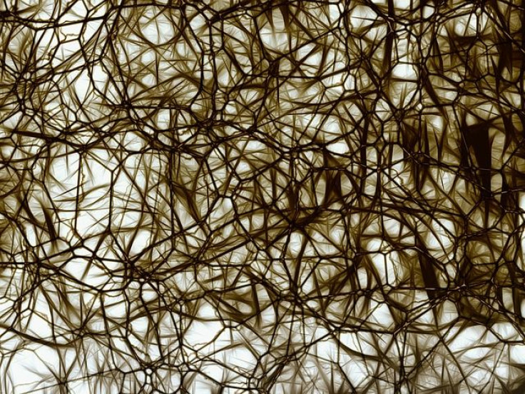 Neurons