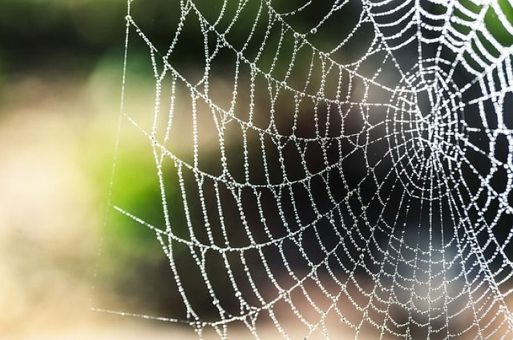 spider-silk