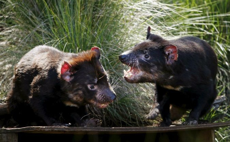 Tasmanian devils 