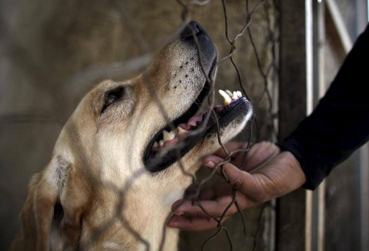 Rabies in Northern China