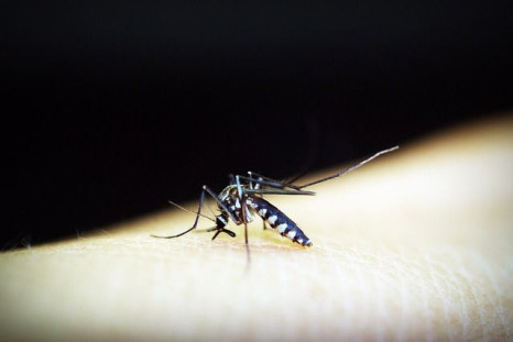 New research from Johns Hopkins researchers and others finds that the world's first approved dengue vaccine may do more harm than good in certain areas of the world. Above, a member of the Aedes species of mosquito that transmits dengue as well as Zika and chikungunya.