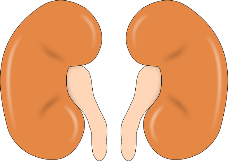 Kidney