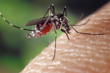 What's the latest news on vaccines for the mosquito-borne diseases Zika, chikungunya, and dengue? Above, a female Aedes mosquito, which can spread all three viruses.