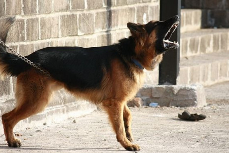 Rabies is most commonly spread by infected canines.