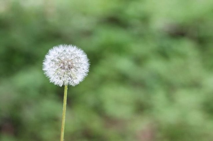 Dandelion