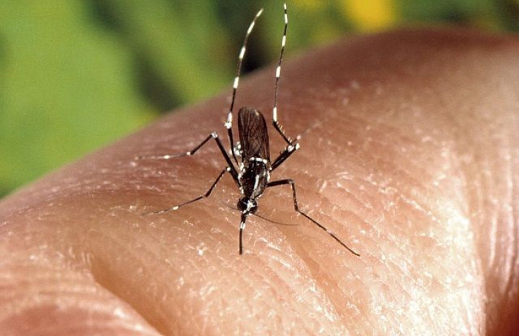 Aedes mosquito