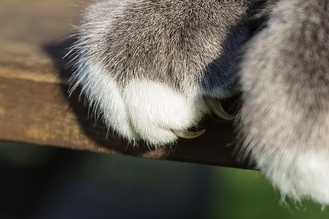 How to Trim Cat Nails: Our Stress-Free Guide | Purina