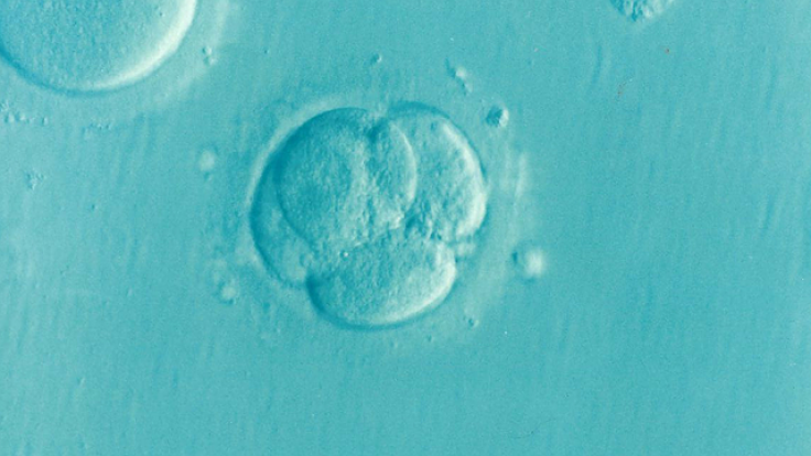 embryo