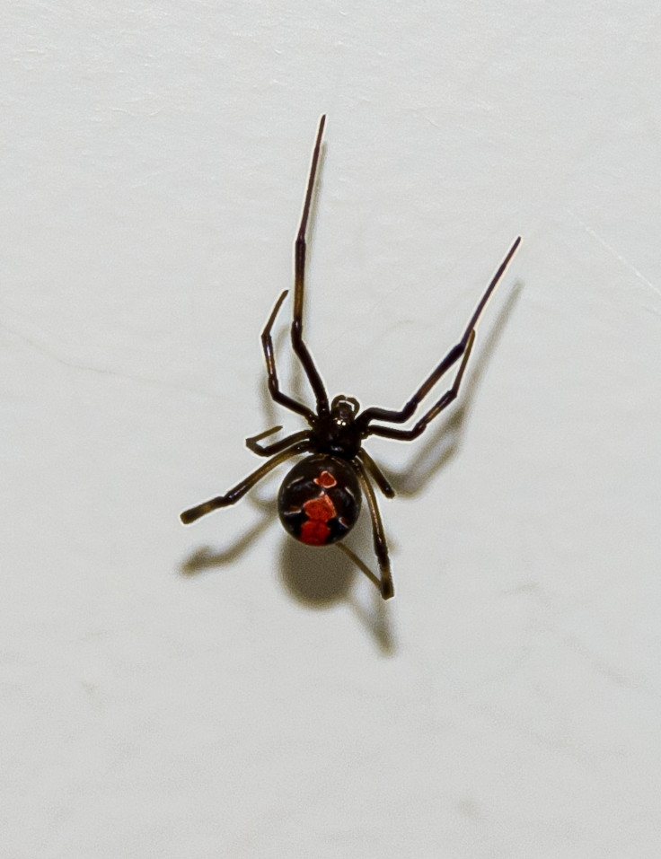 red-backed-spider-683549_1920