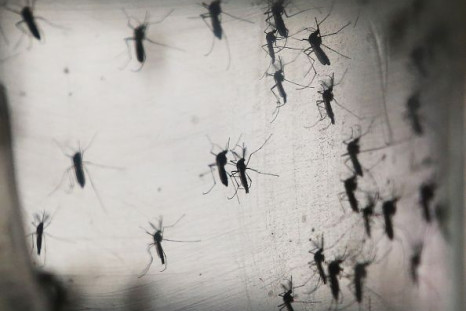 Zika virus is mainly spread by the bite of the Aedes mosquito and sometimes sexual transmission.