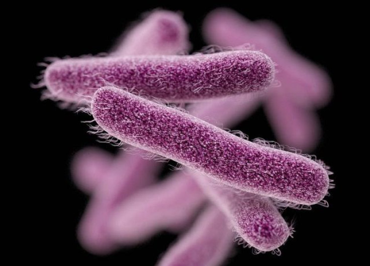 Shigella bacteria