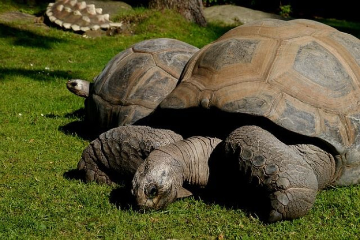 giant tortoise