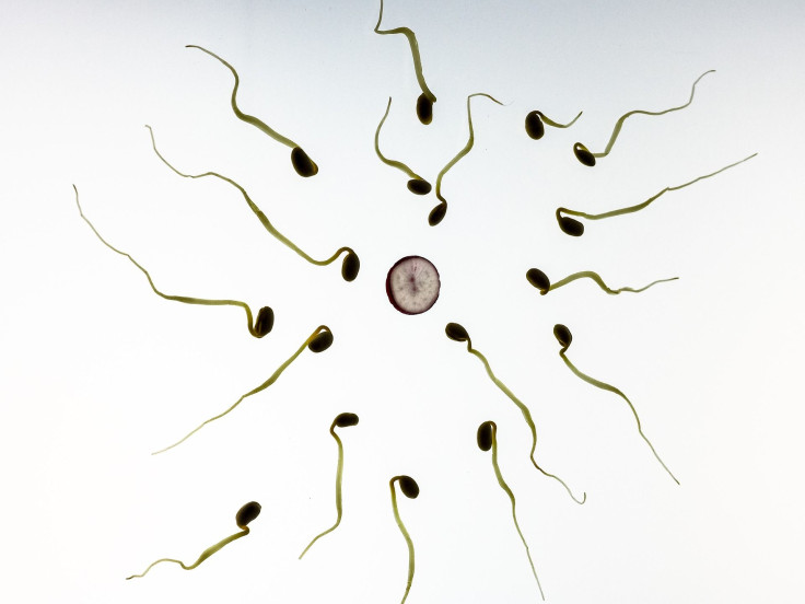 sperm-956480_1920