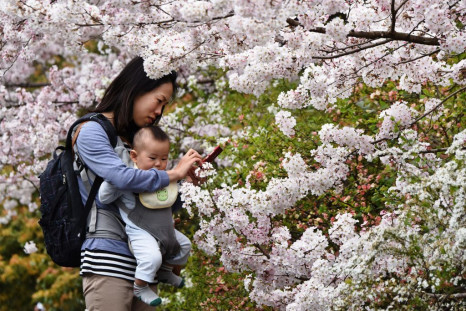 A mother tries to take pictures with her smartphone under cherry blossoms in full bloom in Tokyo on March 29, 2015.