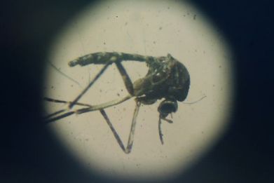 Mosquito-borne Mayaro virus could be the next big threat to international health.
