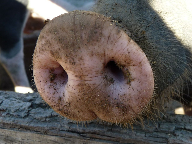 pig-483242_1280