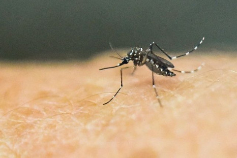 Scientists find the Zika virus in a 26-year woman's vagina two weeks after infection, and nearly 3 months later in her blood. Above, an Aedes Aegypti mosquito, the primary source of Zika infection.