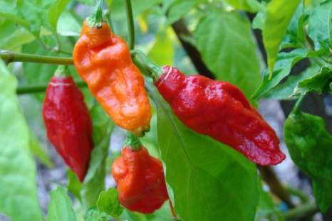 Ghost pepper-eating contest leaves California man with a hole in his throat, and a collapsed lung.