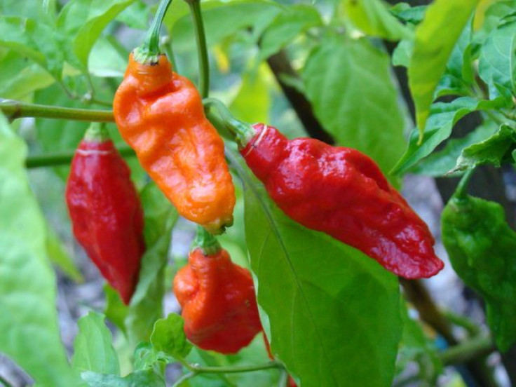 Ghost pepper