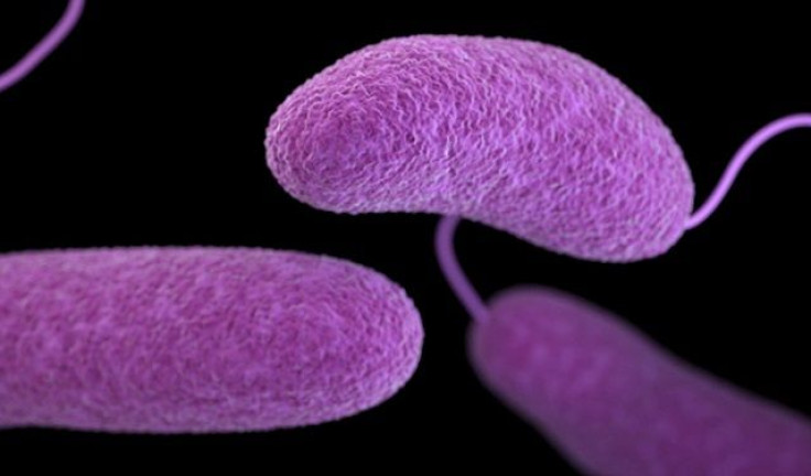 vibrio