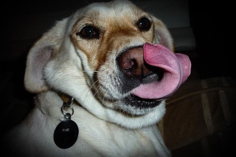 Having your dog lick your face can lead to the spread of disease and parasites.