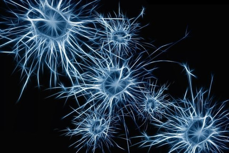 New study shows that we are able to grow neurons from stem cells and coax them into functioning in a matured brain.