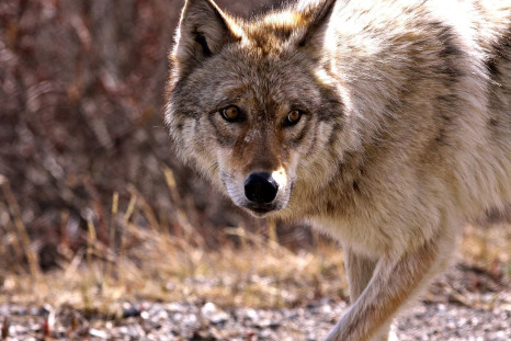 The skin lesions caused by lupus have been compared to a wolf's bite.
