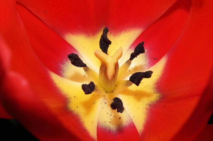 tulip-318761_1920