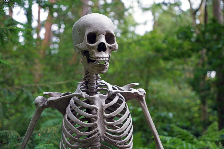 skeleton-1522620_1920