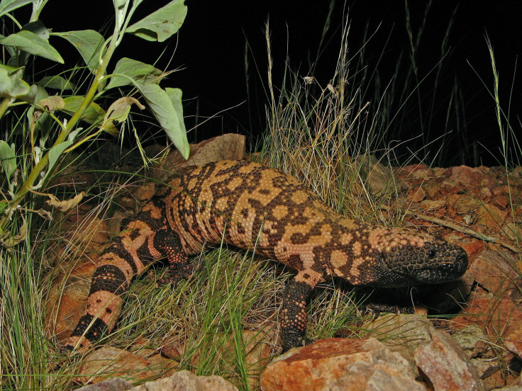 reticulate-gila-monster-86618_1920