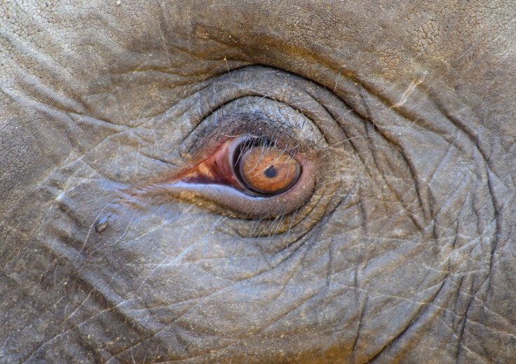 elephant-266791_1920