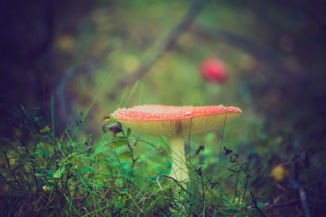 This mushroom sure looks like a fun guy, but having a fungus in your body could potentially be deadly.