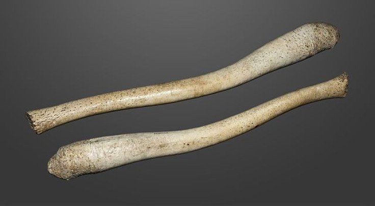 Walrus penis bone