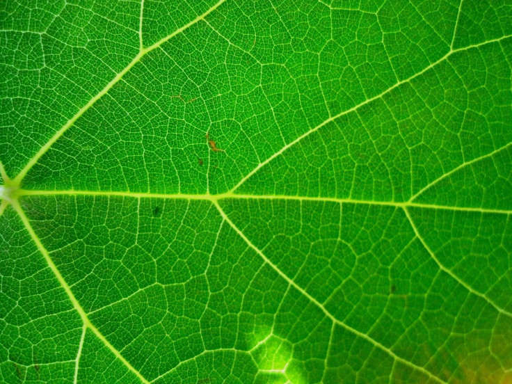 leaf-314577_1280