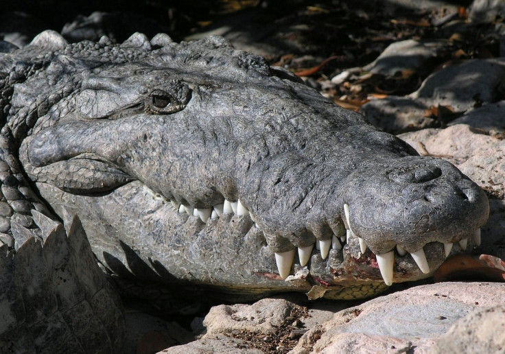 crocodile-1136017_1280