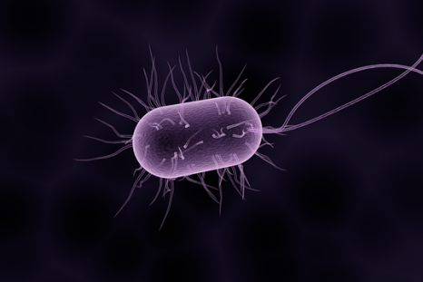 Researchers sequenced and analyzed genomes from Shigella sonnei (S. sonnei), the bacteria associated with shigellosis.