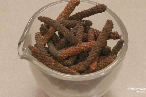India's long pepper may hold the key to killing cancer tumors.