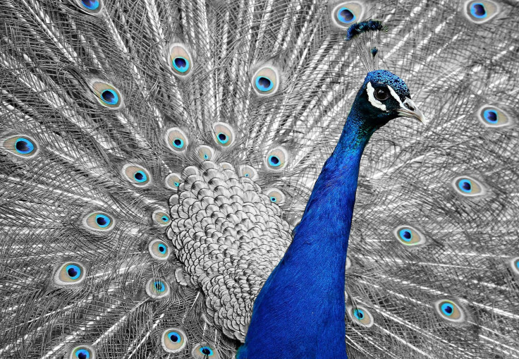 peacock-1676635_1920