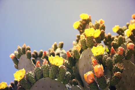 The prickly pear tree, which grows in the Mediterranean, could potentially combat Alzheimer’s and Parkinson’s diseases.