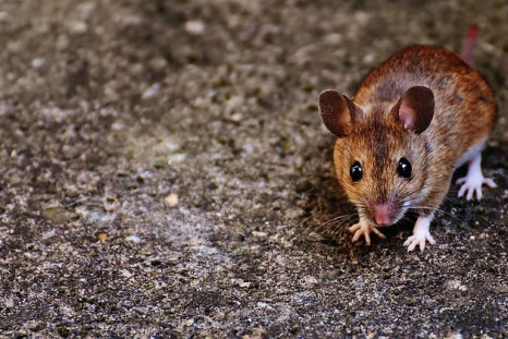 Senior rodents given anti-senescence therapy can actually regrow hair, run faster, and improve organ function.