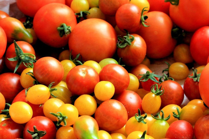 tomatoes-tomato-harvest-healthy-food-162830