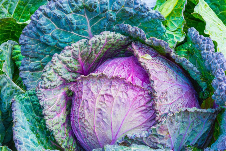 cabbage-vegetable-power-green