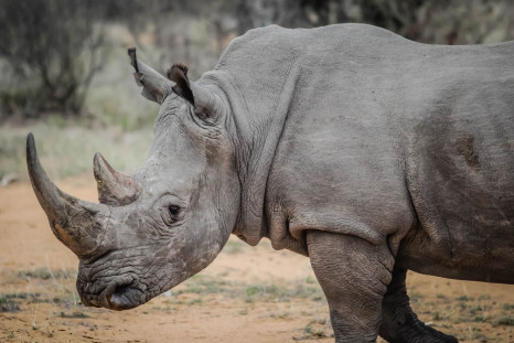 Despite being big and brutish, rhinos have very poor eyesight.