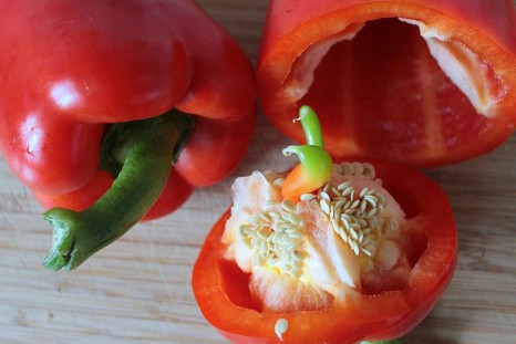 Peppers aren't just tasty. They may be able to save your life one day.