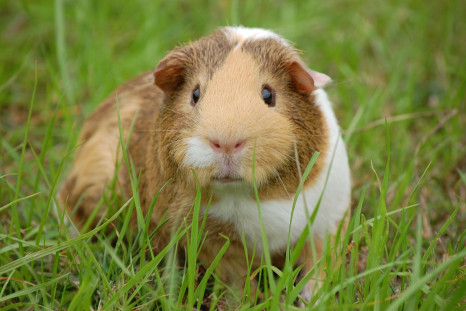 A new genital herpes vaccine has been tested in guinea pigs.