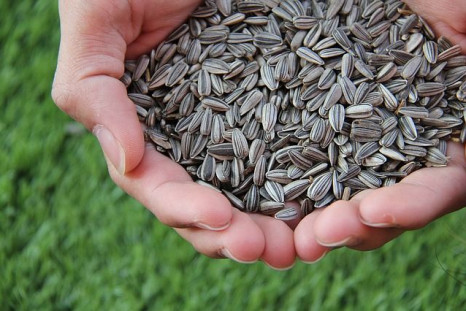 Did you know that sunflower seeds can be turned into a creamy butter-like substance?